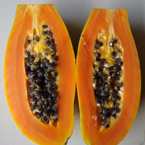 Pusa Dwarf Papaya